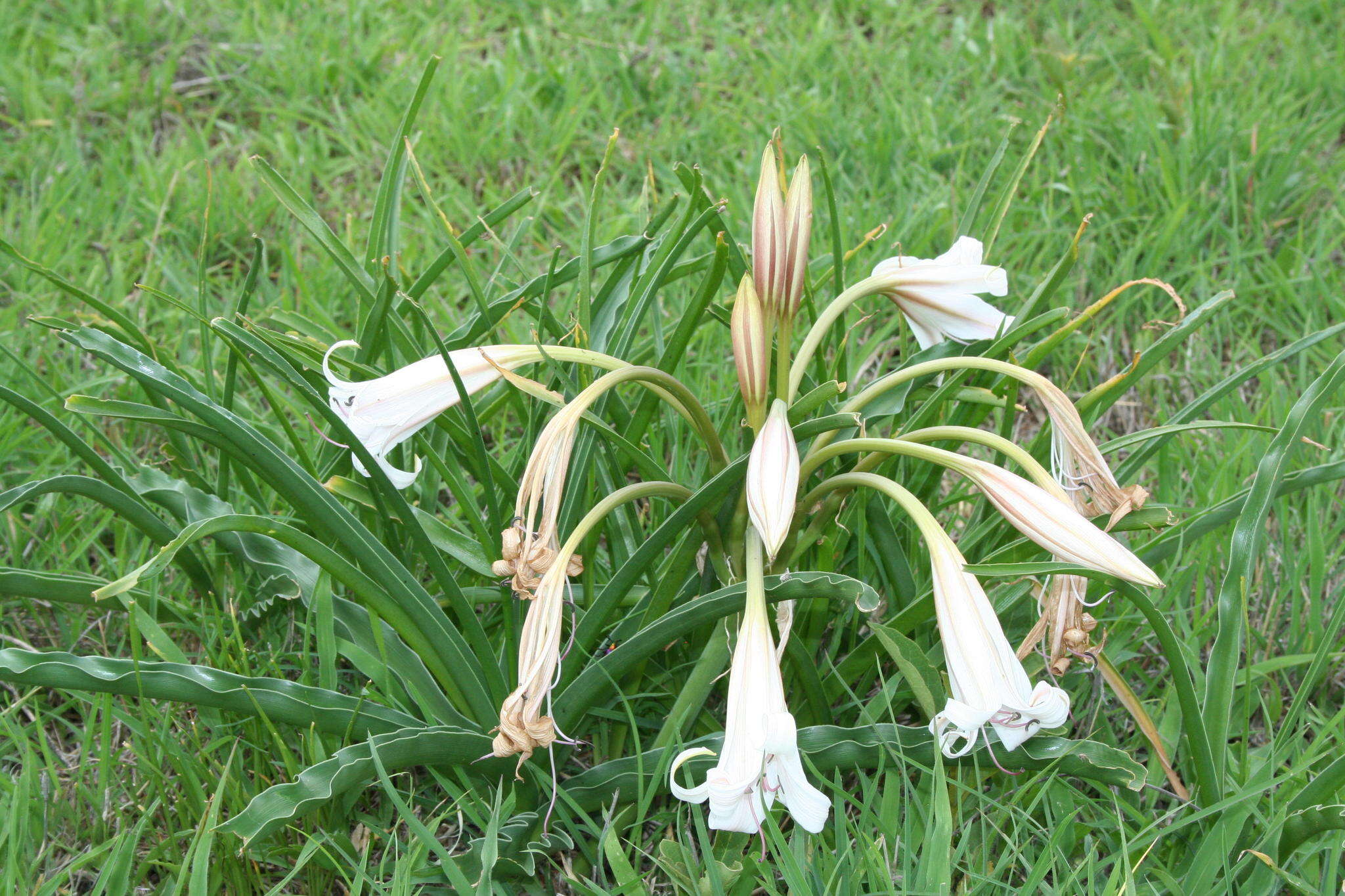 Imagem de Crinum macowanii Baker