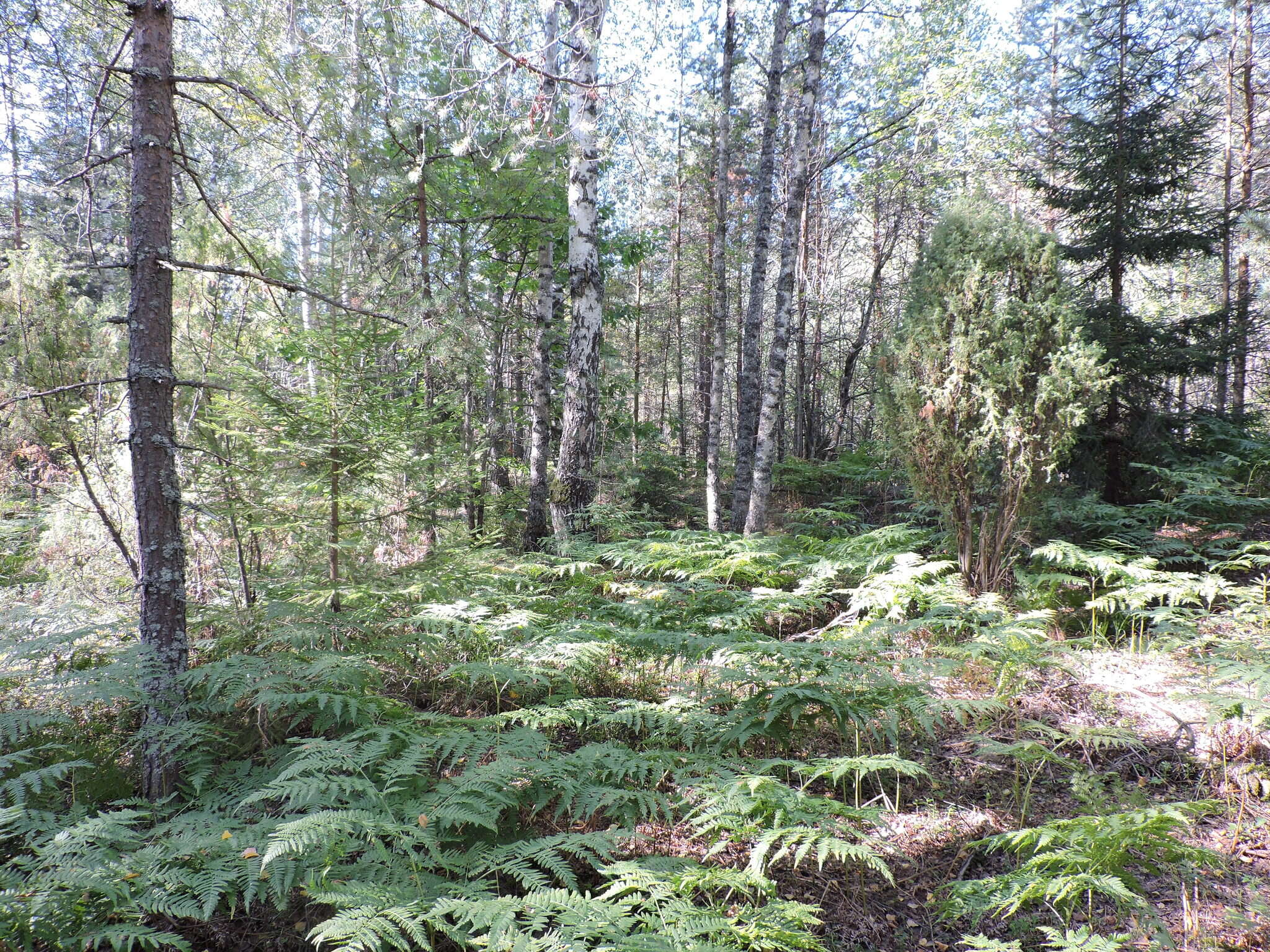 Image of Pteridium latiusculum subsp. pinetorum (C. N. Page & R. R. Mill) Fraser-Jenkins