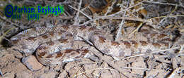 Image of Derafshi Snake