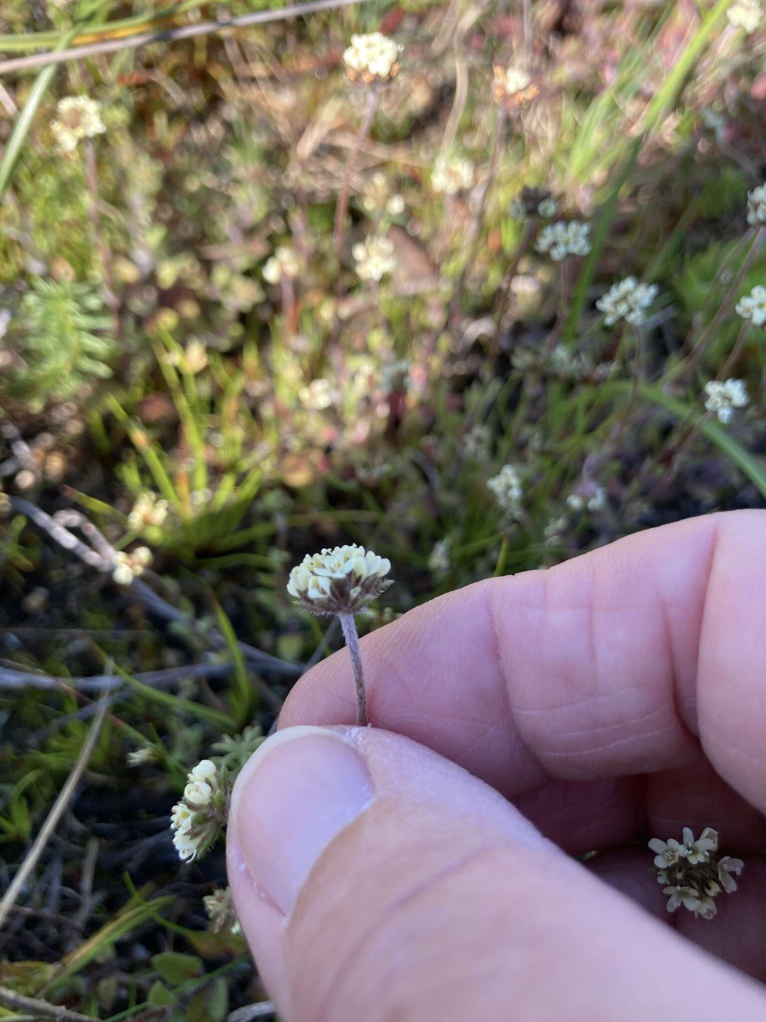 Image of Phyllopodium capillare (L. fil.) O. M. Hilliard