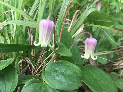 Imagem de Clematis carrizoensis D. Estes