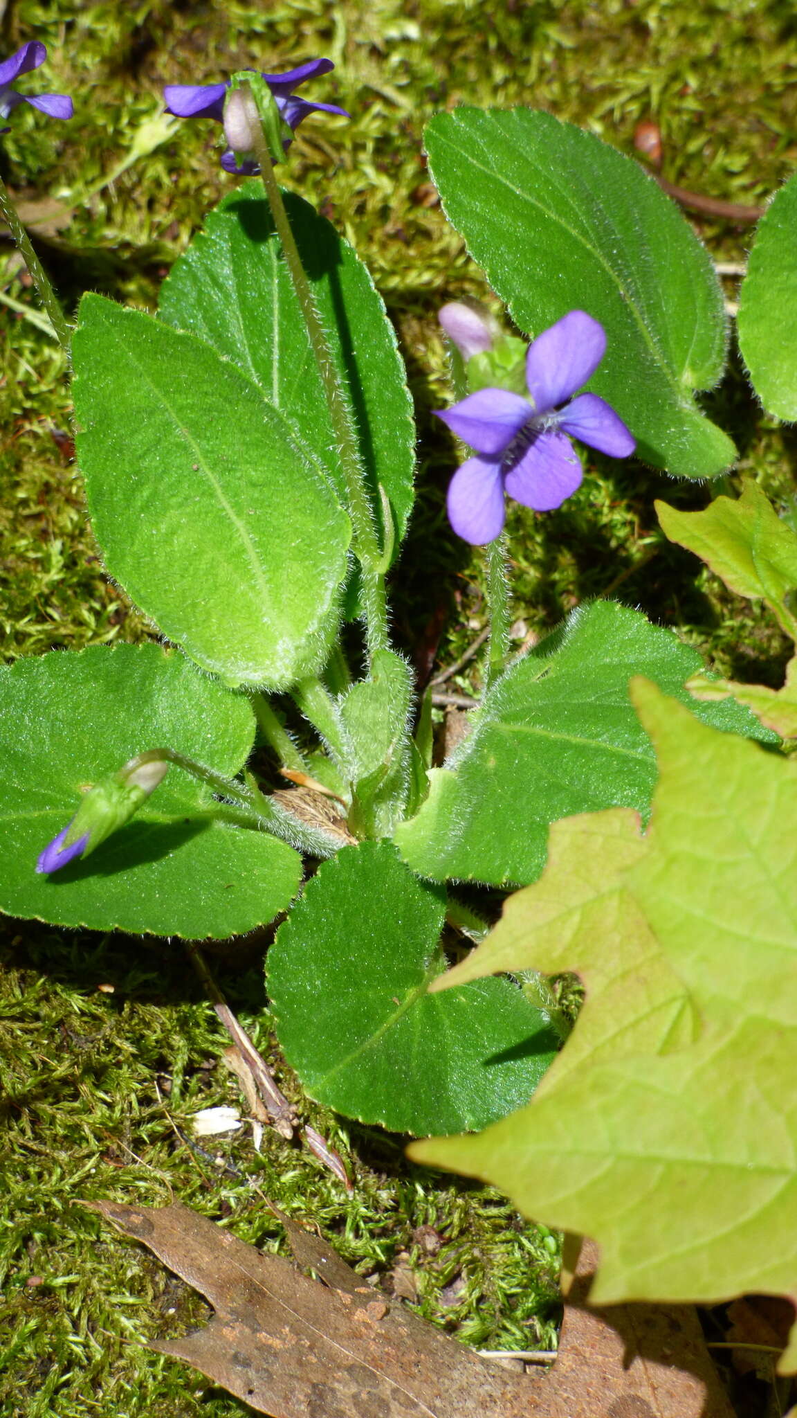 Sivun Viola sagittata var. ovata (Nutt.) Torr. & A. Gray kuva