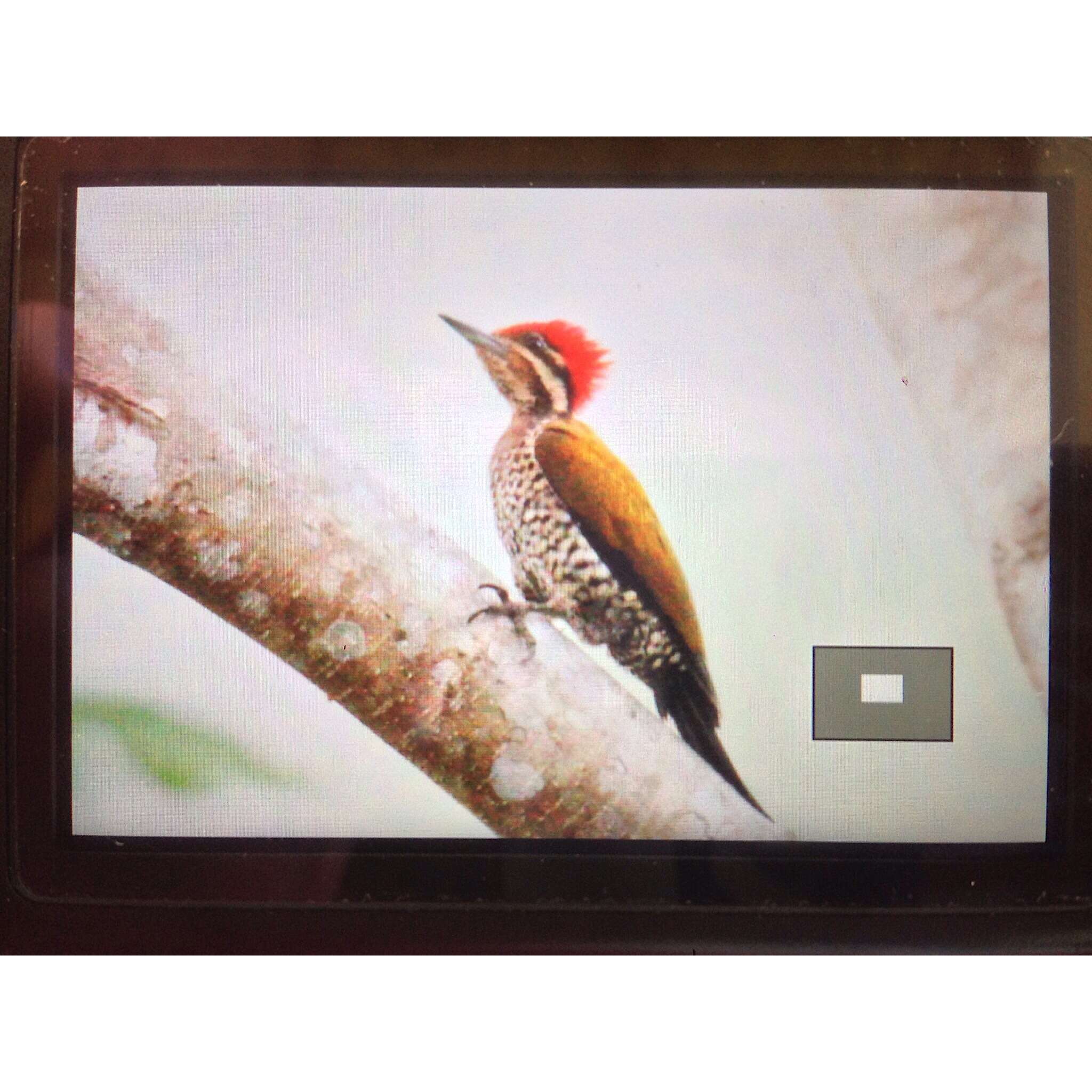 Image of Spot-throated Flameback