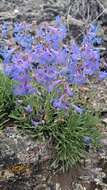 Image of stiffleaf penstemon