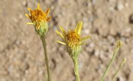 Image of Cooper's dogweed