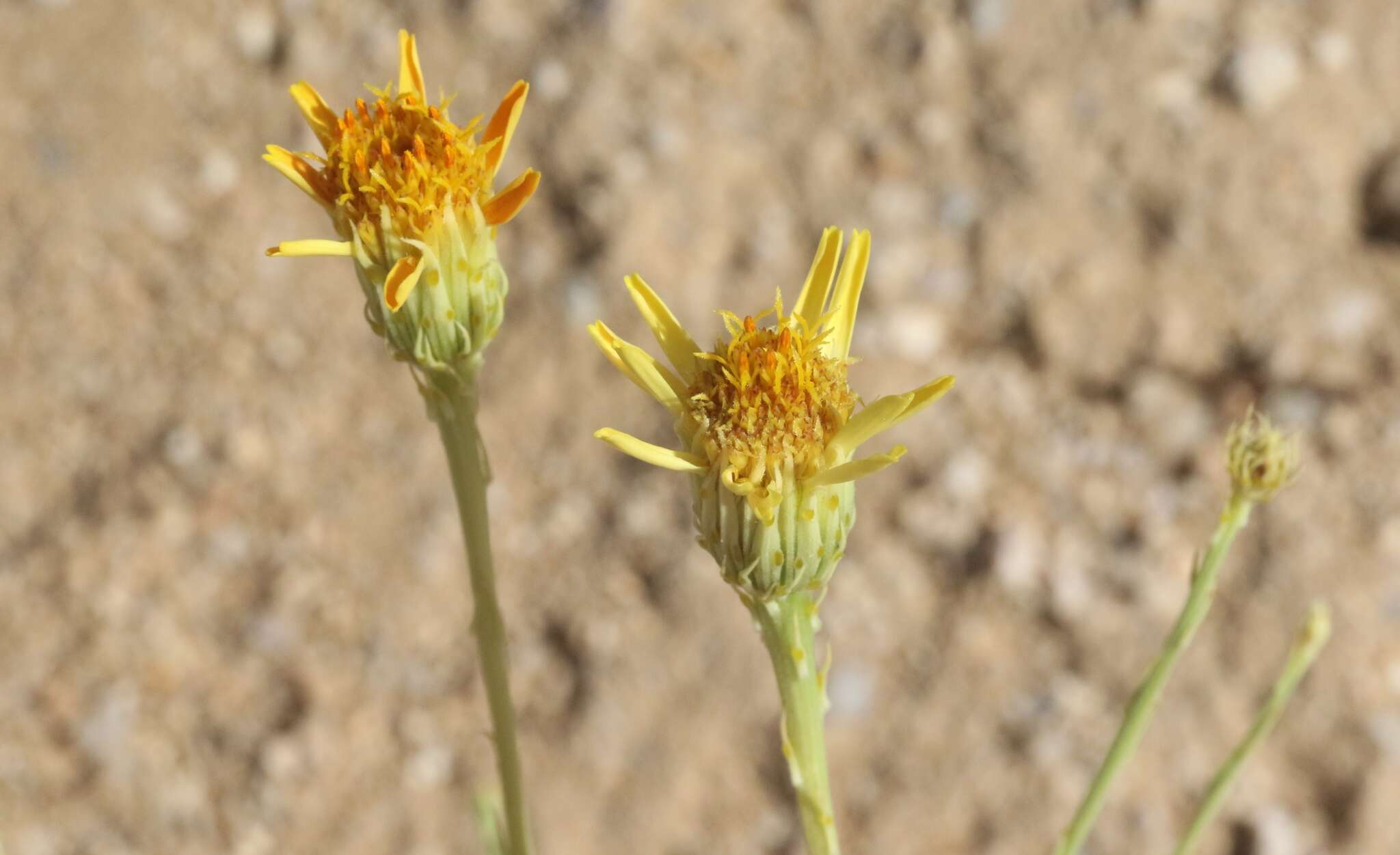 Image of Cooper's dogweed