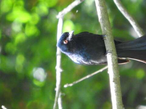 Image of Common Square-tailed Drongo