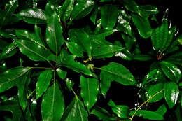 Image of Dendropanax dentiger (Harms) Merr.