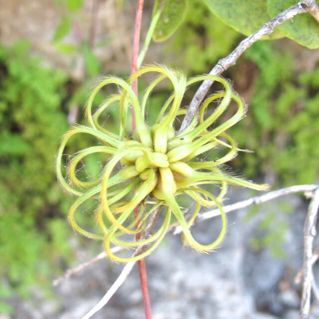 Image de Clematis texensis Buckl.