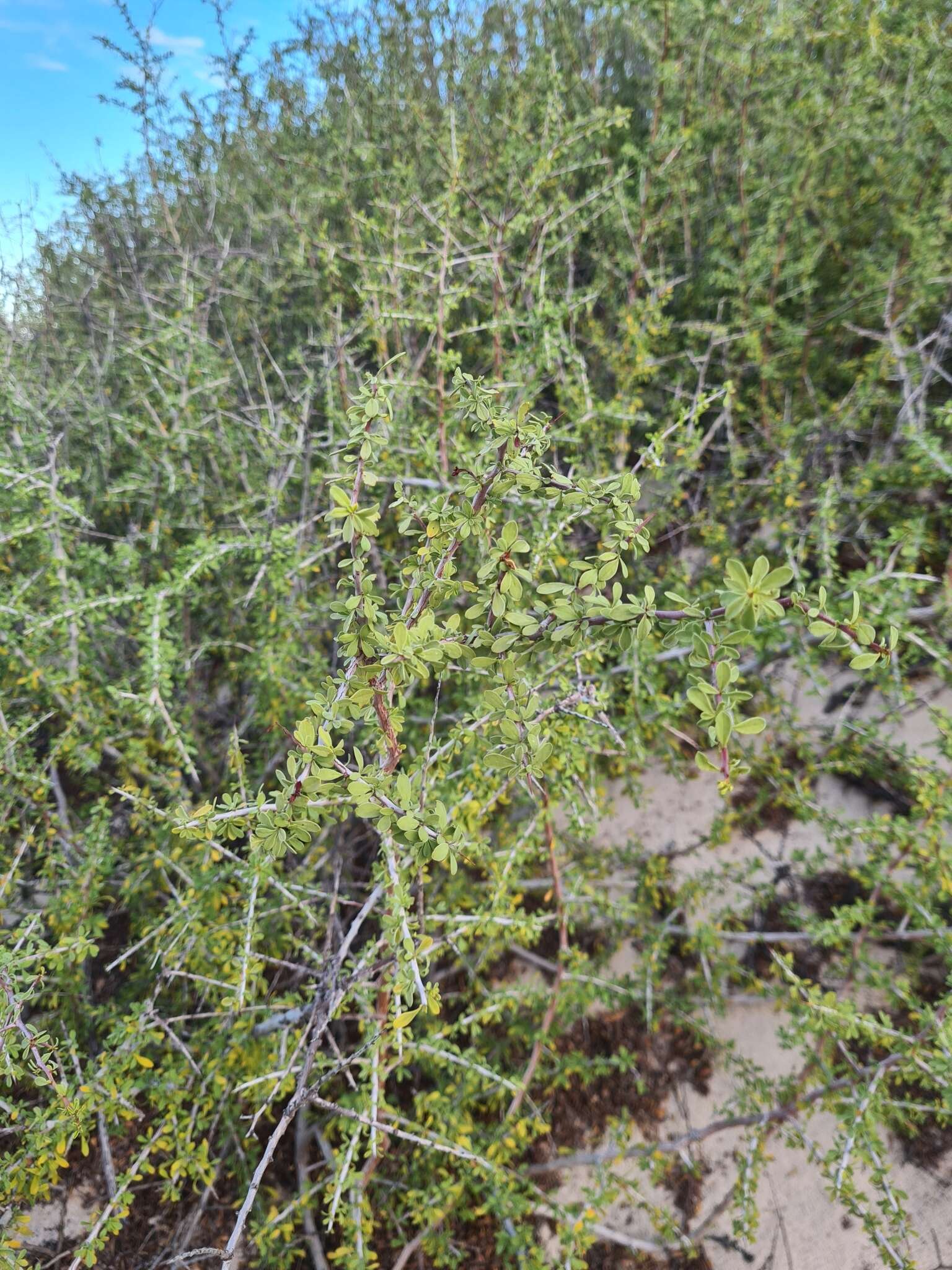 Image of Condalia globosa subsp. globosa