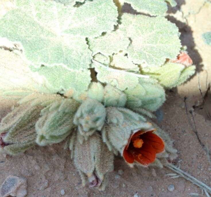 Image of Radyera urens (L. fil.) Bullock