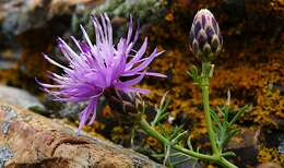 Слика од Centaurea aetaliae (Somm.) Beguinot