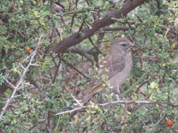 Image of White-throated Canary