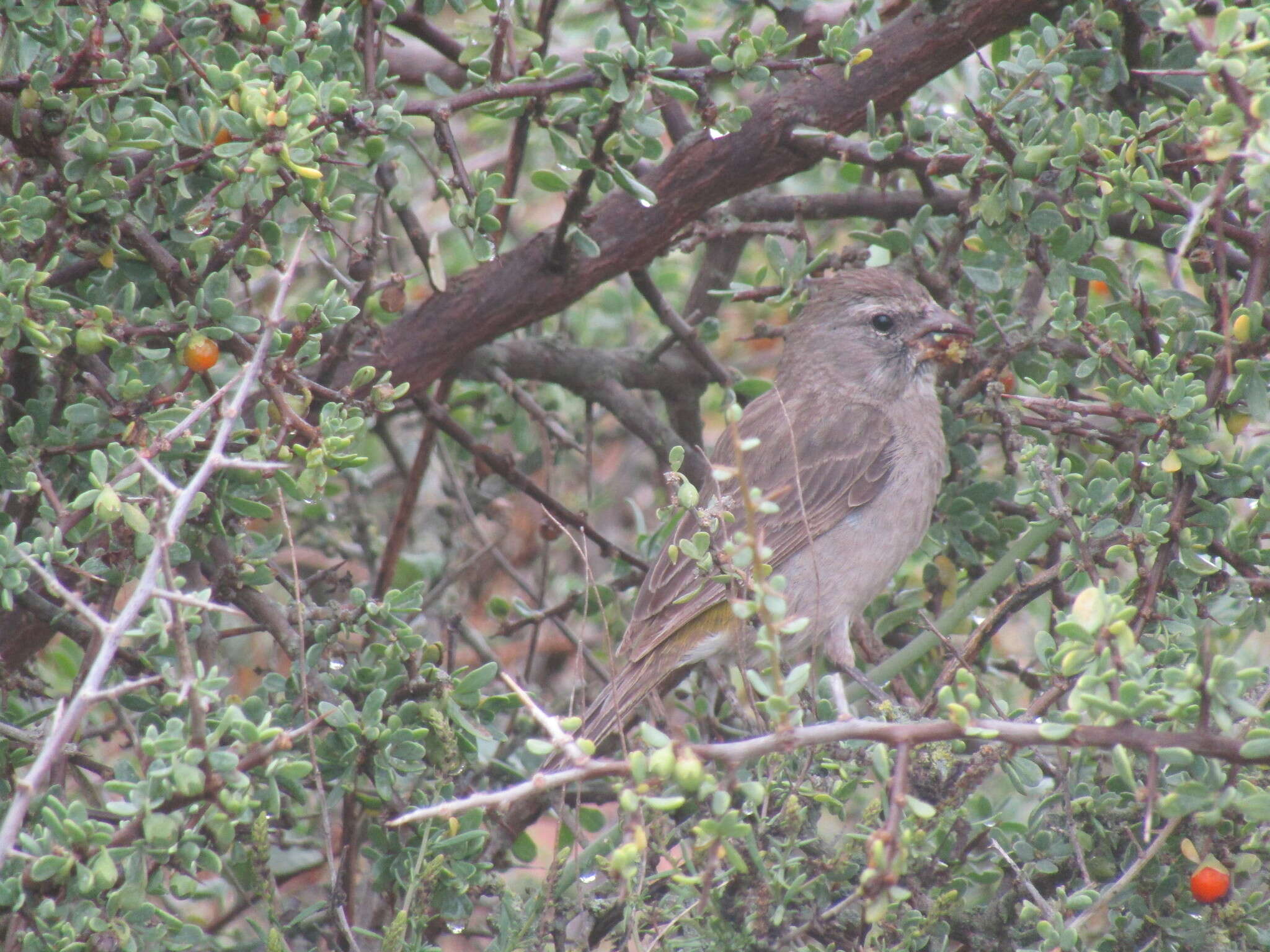 Image of White-throated Canary