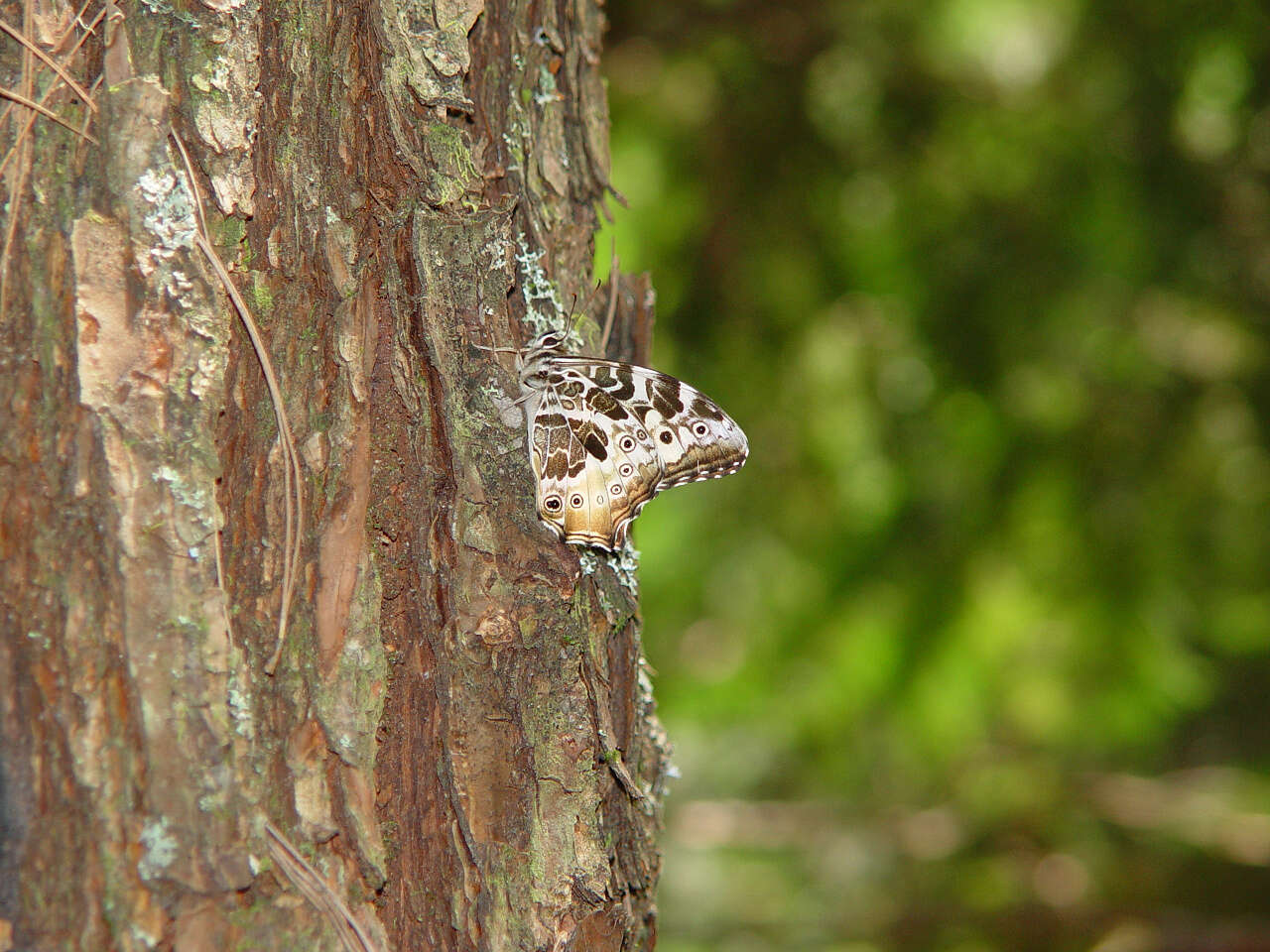 Neope armandii lacticolora Fruhstorfer 1908 resmi