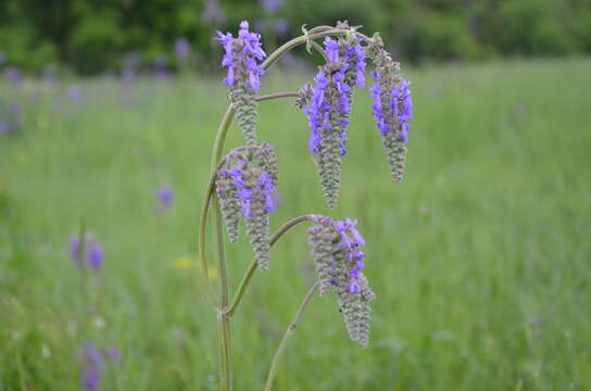 Sivun Salvia nutans L. kuva