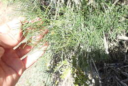 Image of Asparagus subulatus Thunb.