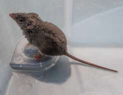 Image of Agile Antechinus