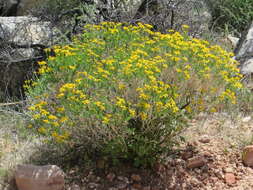 Plancia ëd Ericameria linearifolia (DC.) L. E. Urbatsch & J. R. Wussow