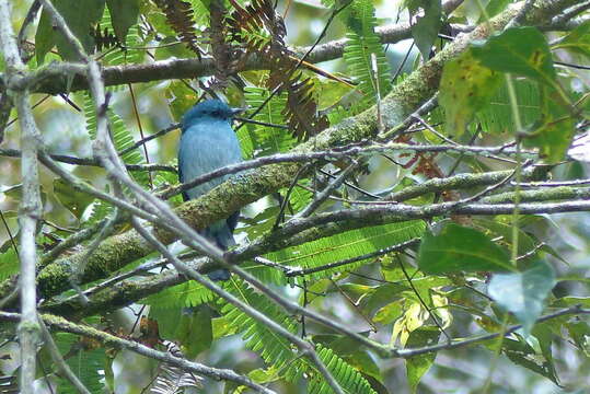 Image of Island Flycatcher