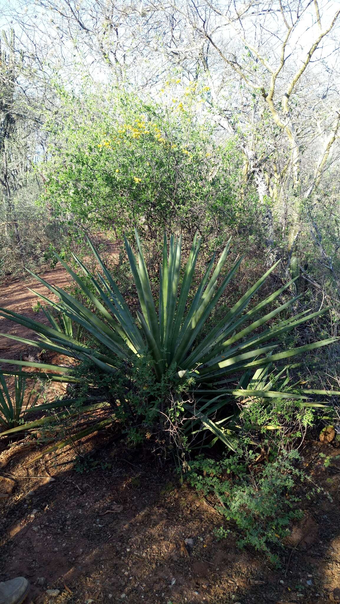 Image of Garden sisal