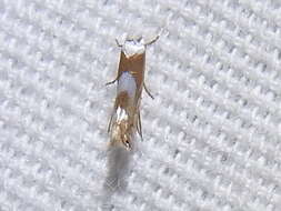Image of Phyllonorycter fitchella (Clemens 1860)