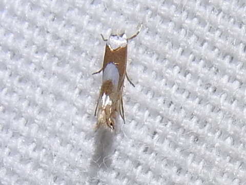 Phyllonorycter fitchella (Clemens 1860)的圖片