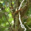 Image of Rufous-tailed Xenops