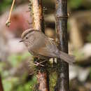 Image of Fulvetta manipurensis manipurensis (Ogilvie-Grant 1906)