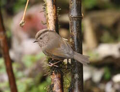 Image of Fulvetta manipurensis manipurensis (Ogilvie-Grant 1906)