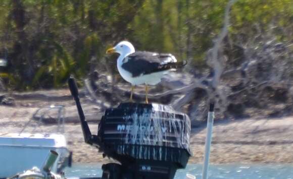 Image of Lesser Black-backed Gull