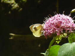 Image of Canary Islands Large White