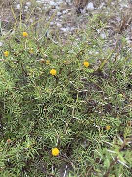 Image of pineland acacia