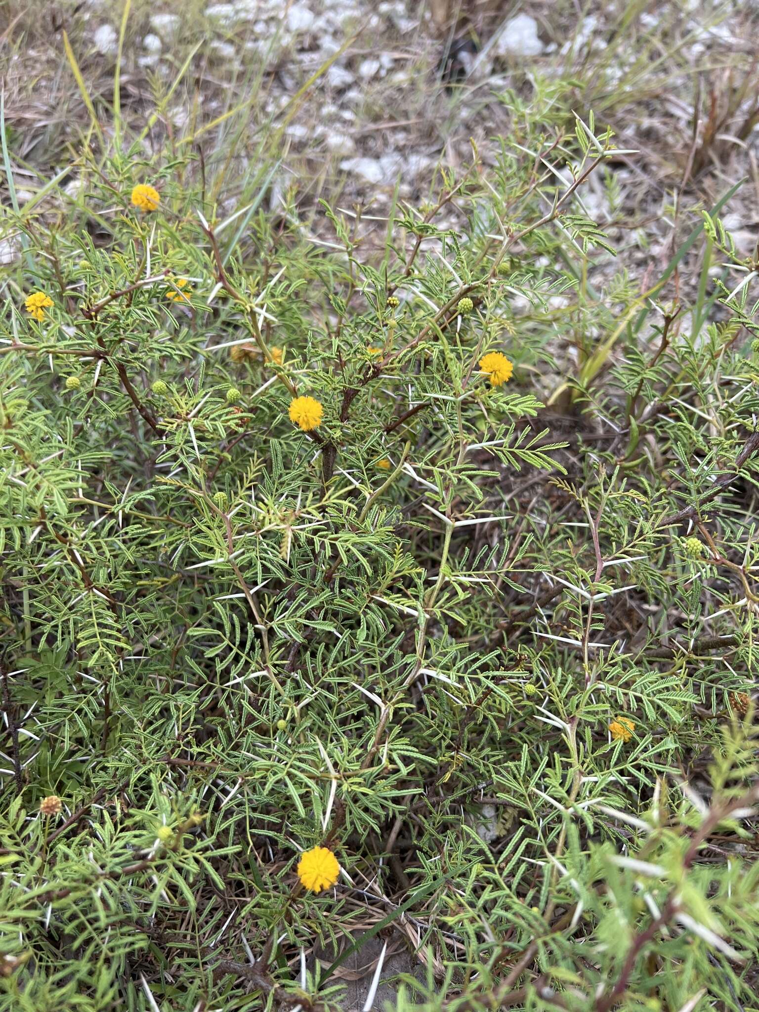 Слика од Vachellia farnesiana var. pinetorum (F. J. Herm.) Seigler & Ebinger