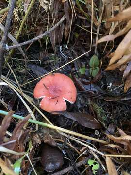 Image of Russula americana Singer 1940