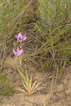 Image of Geissorhiza foliosa Klatt