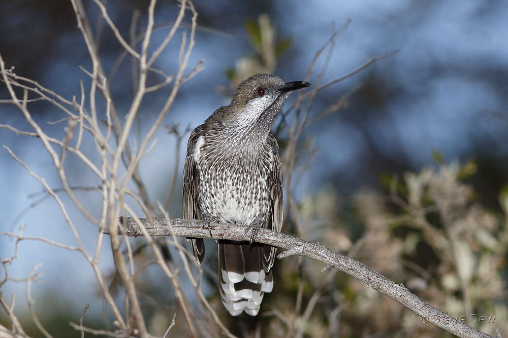 Image of Little Wattlebird