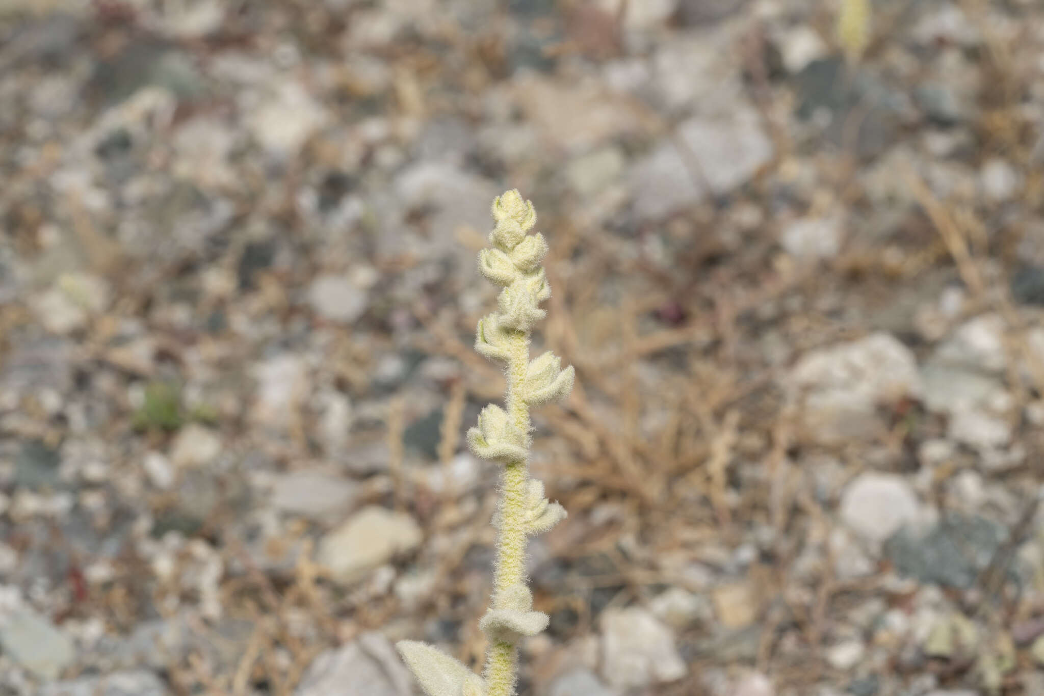Image of Verbascum syriacum Schrad.
