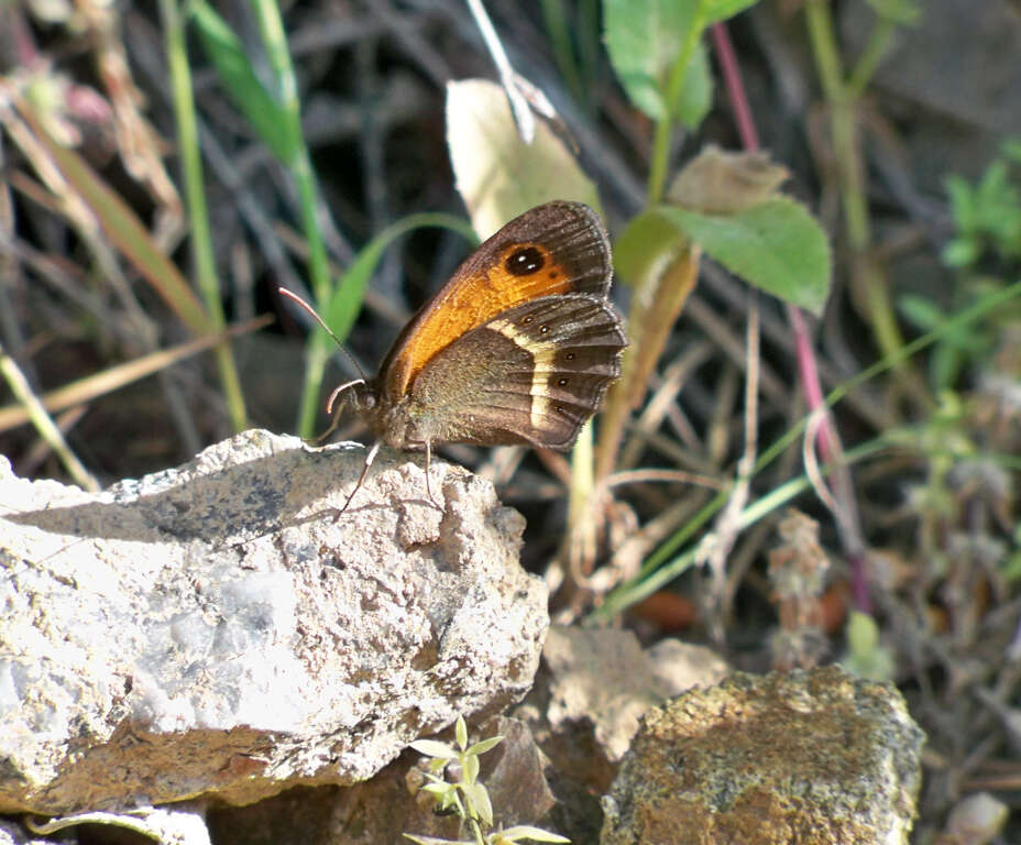 Image de Ocellé rubané