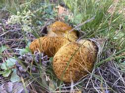 Image of Suillus megaporinus Snell & E. A. Dick 1956