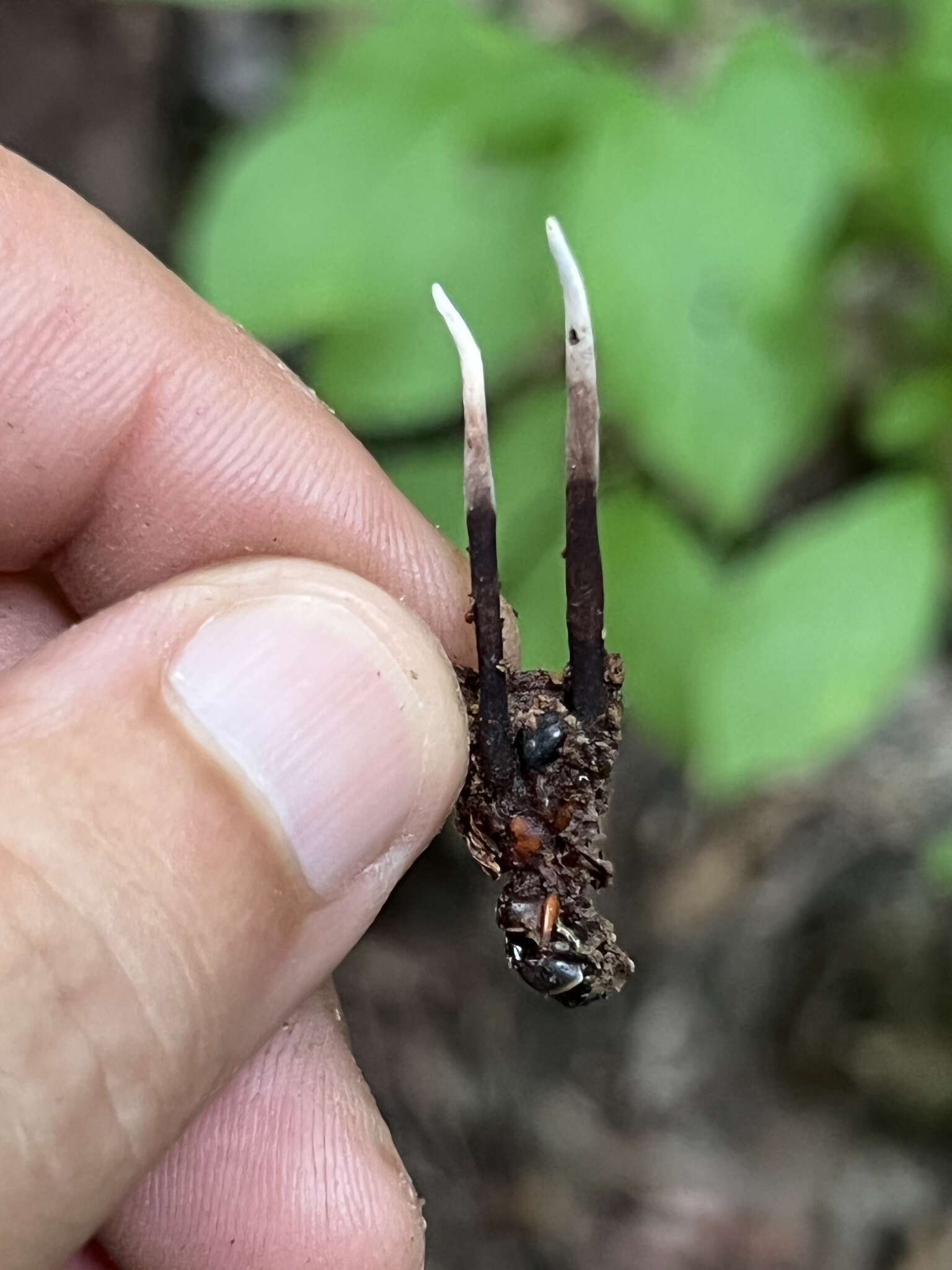 Image of Ophiocordyceps smithii (Mains) G. H. Sung, J. M. Sung, Hywel-Jones & Spatafora 2007