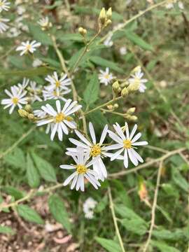 Olearia nernstii F. Müll. resmi