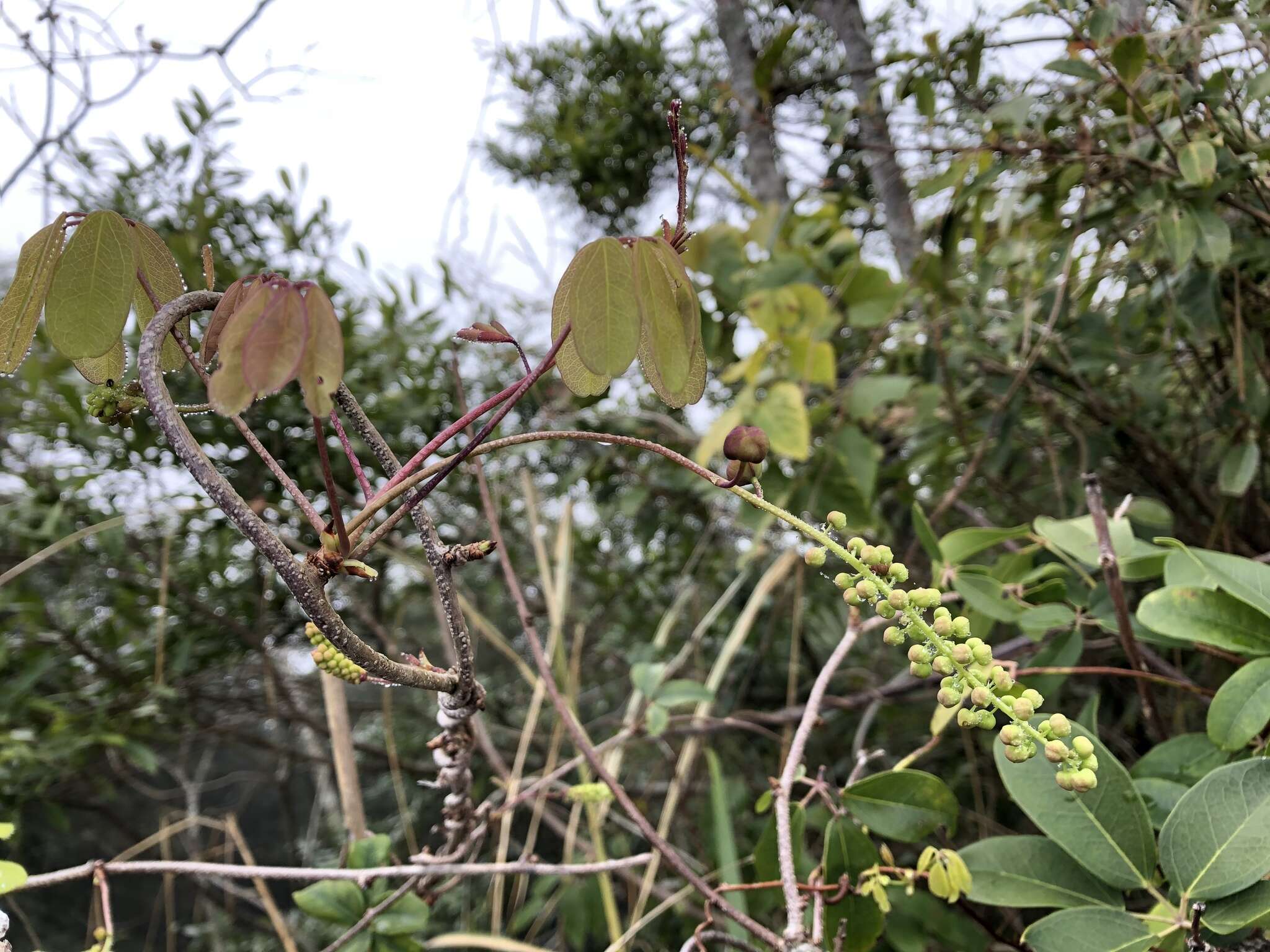 Imagem de Akebia longeracemosa Matsum.