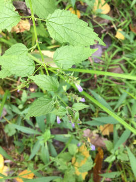 Image of blue skullcap