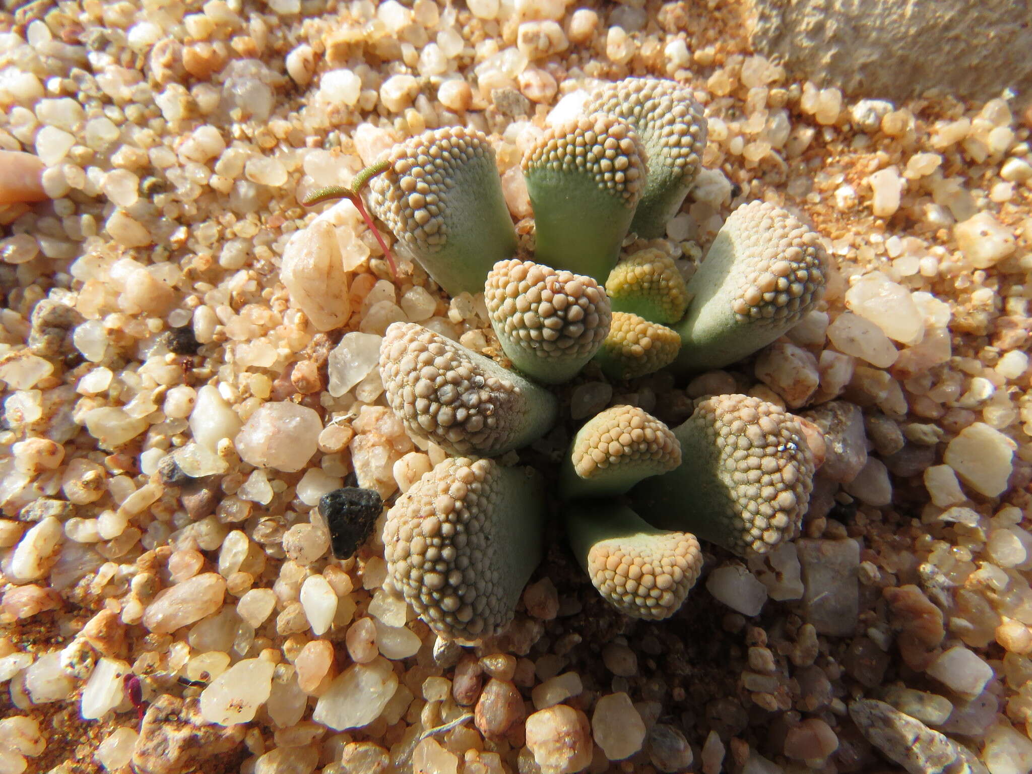 Imagem de Titanopsis schwantesii (Dinter) Schwant.