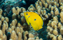 Image of Cocos pygmy angelfish