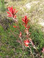 Слика од Castilleja subinclusa var. jepsonii (Bacig. & Heckard) J. M. Egger