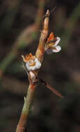 Image of Polygonum palaestinum Zoh.