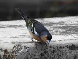 Image of Fringilla coelebs canariensis Vieillot 1817