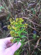 Image of Riddell's Goldenrod